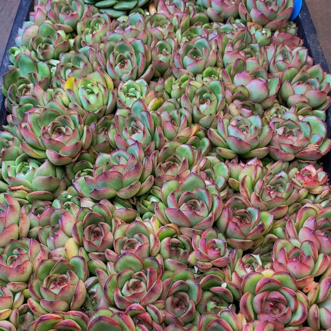 862多肉植物保护研究所所长