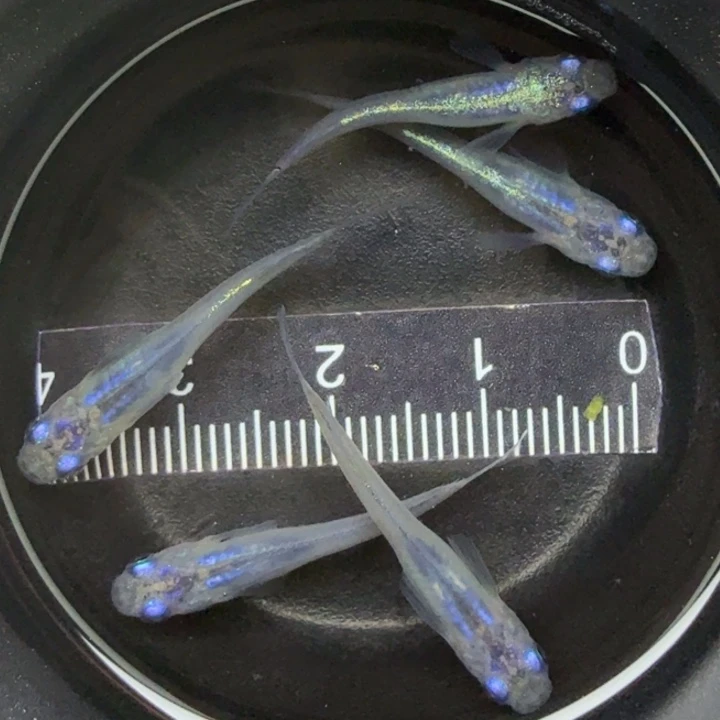 青鳉鱼水滴1号青鳉