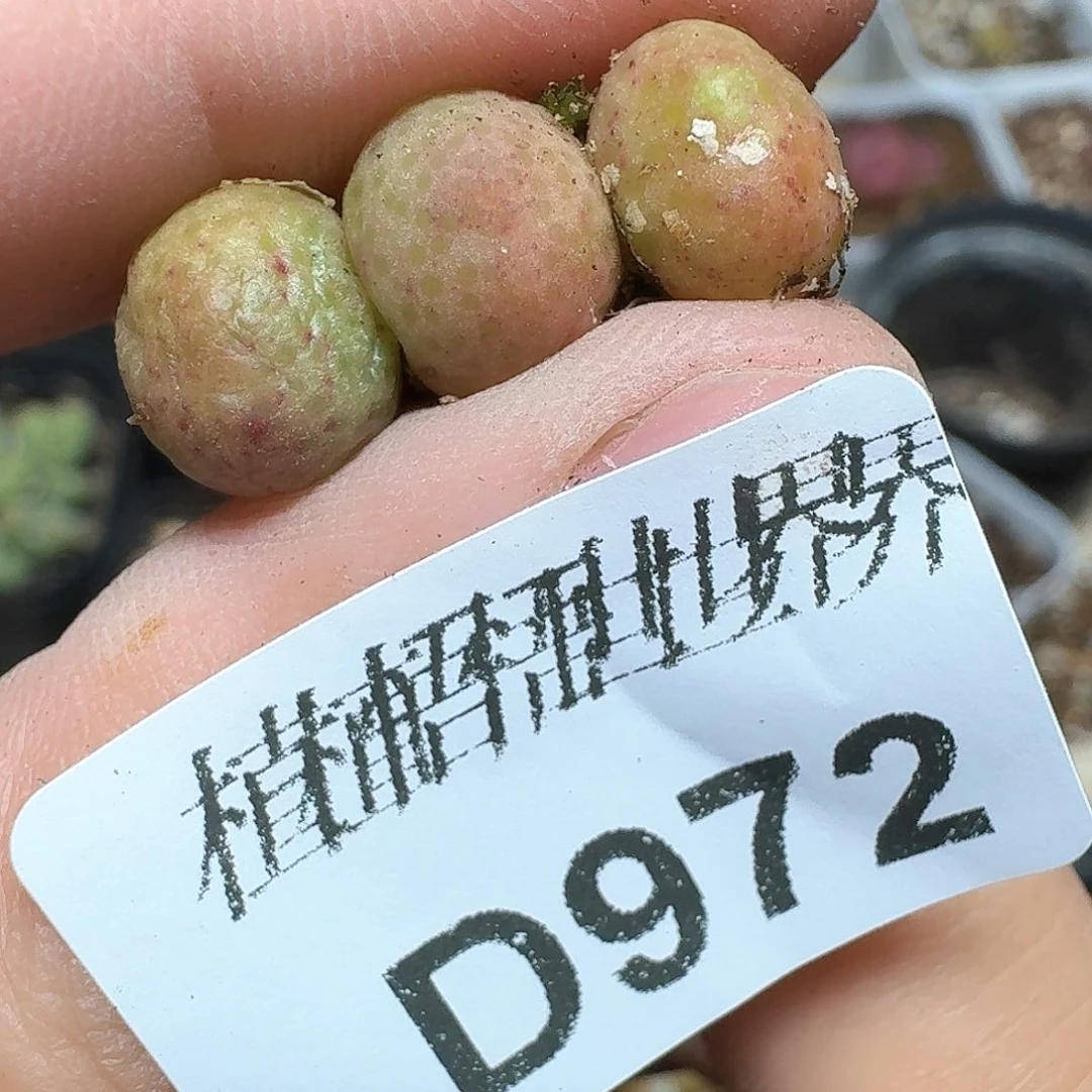 3颗一组量拍多肉植物955d