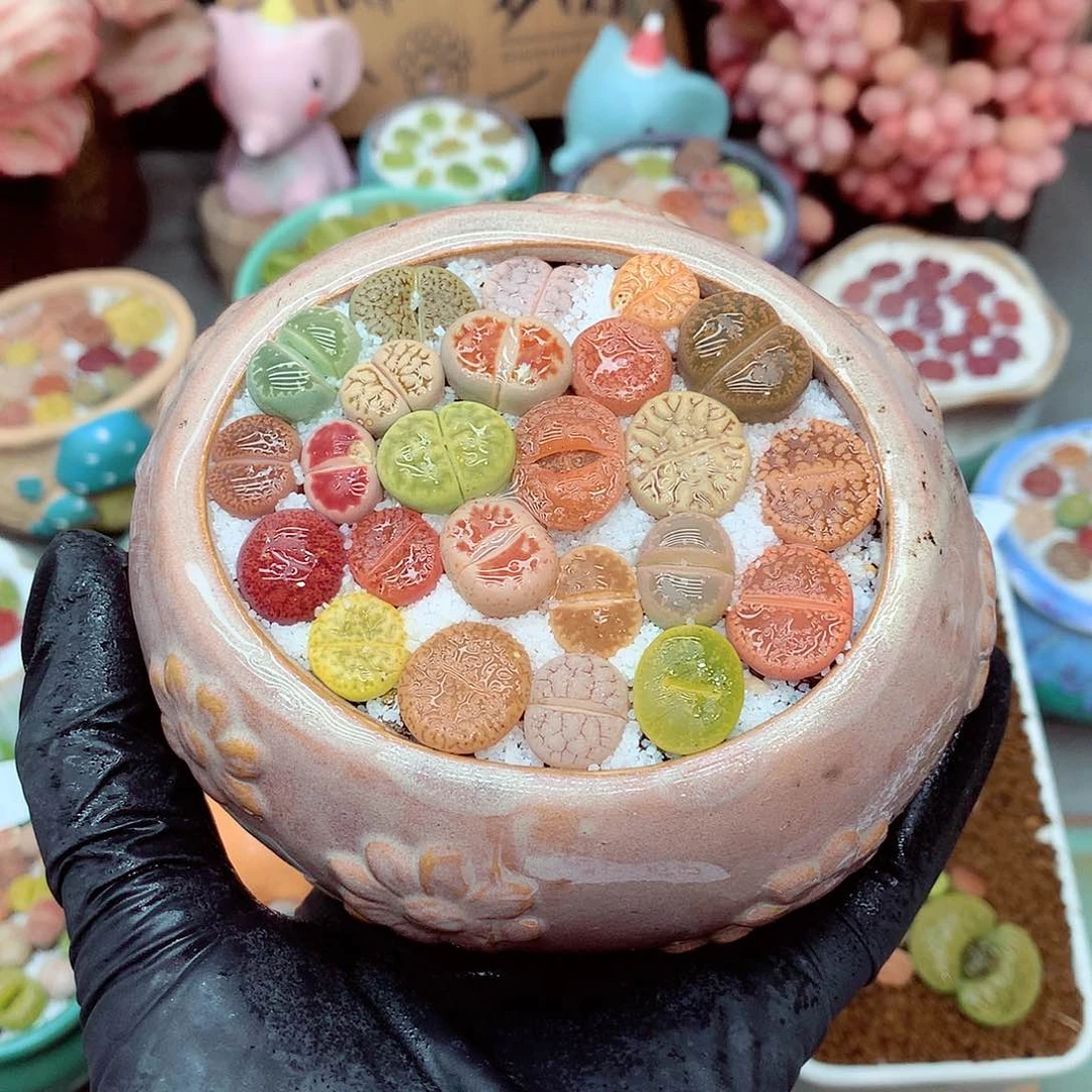 郎哥多肉生石花9-69