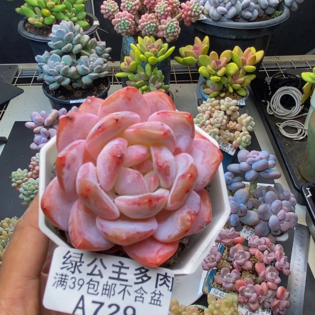 729冰糕多肉肉5c m