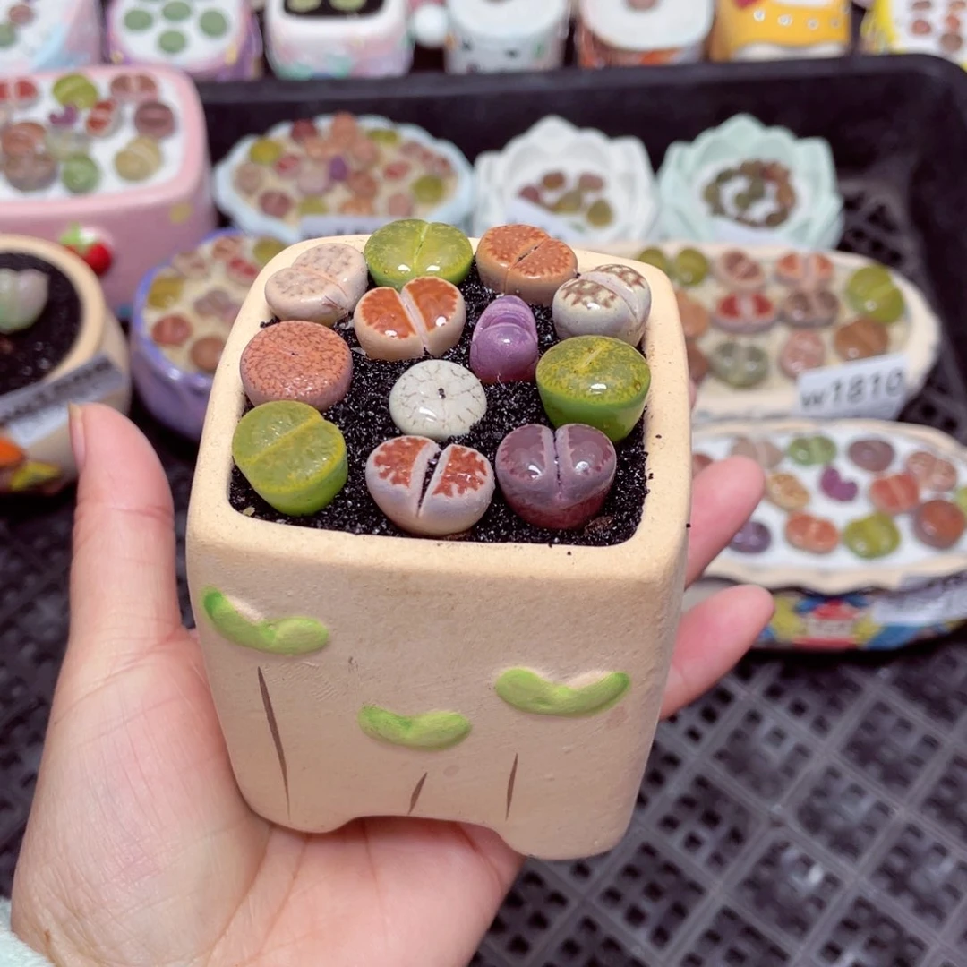 w1812 -零下地区拍保温箱-15支持寄养