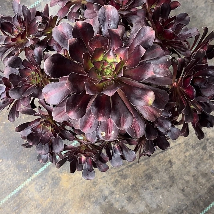 多肉植物晚霞锦……