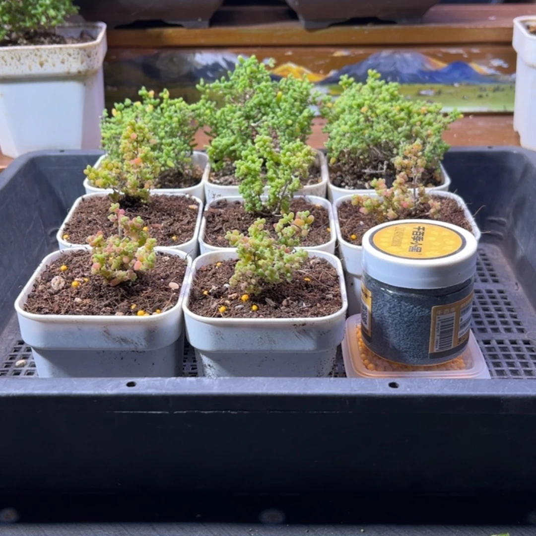 枝干番杏多肉植物884安