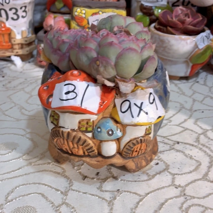 多肉花盆满15包邮