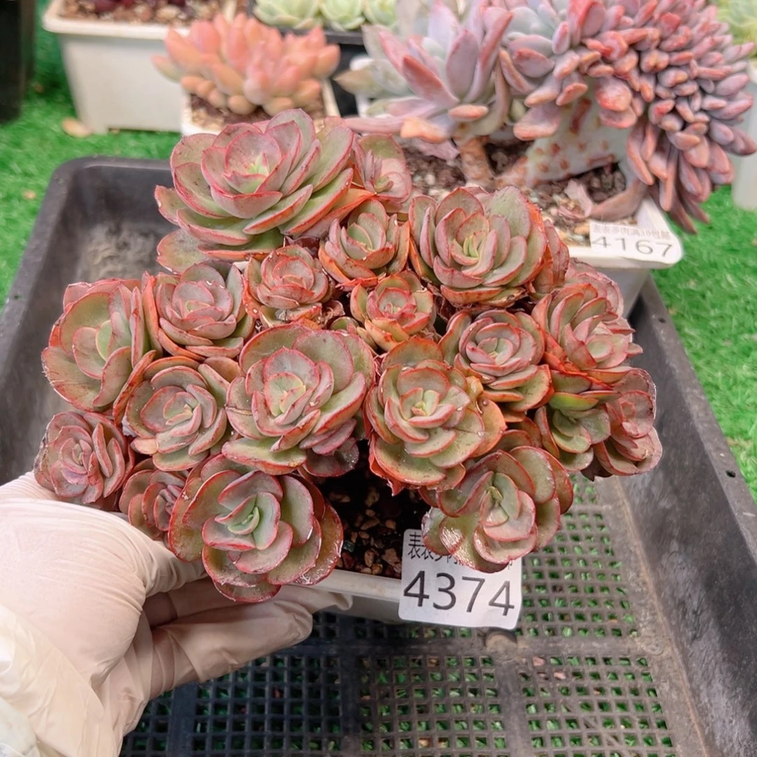 无花朵多肉一物一拍植物4374