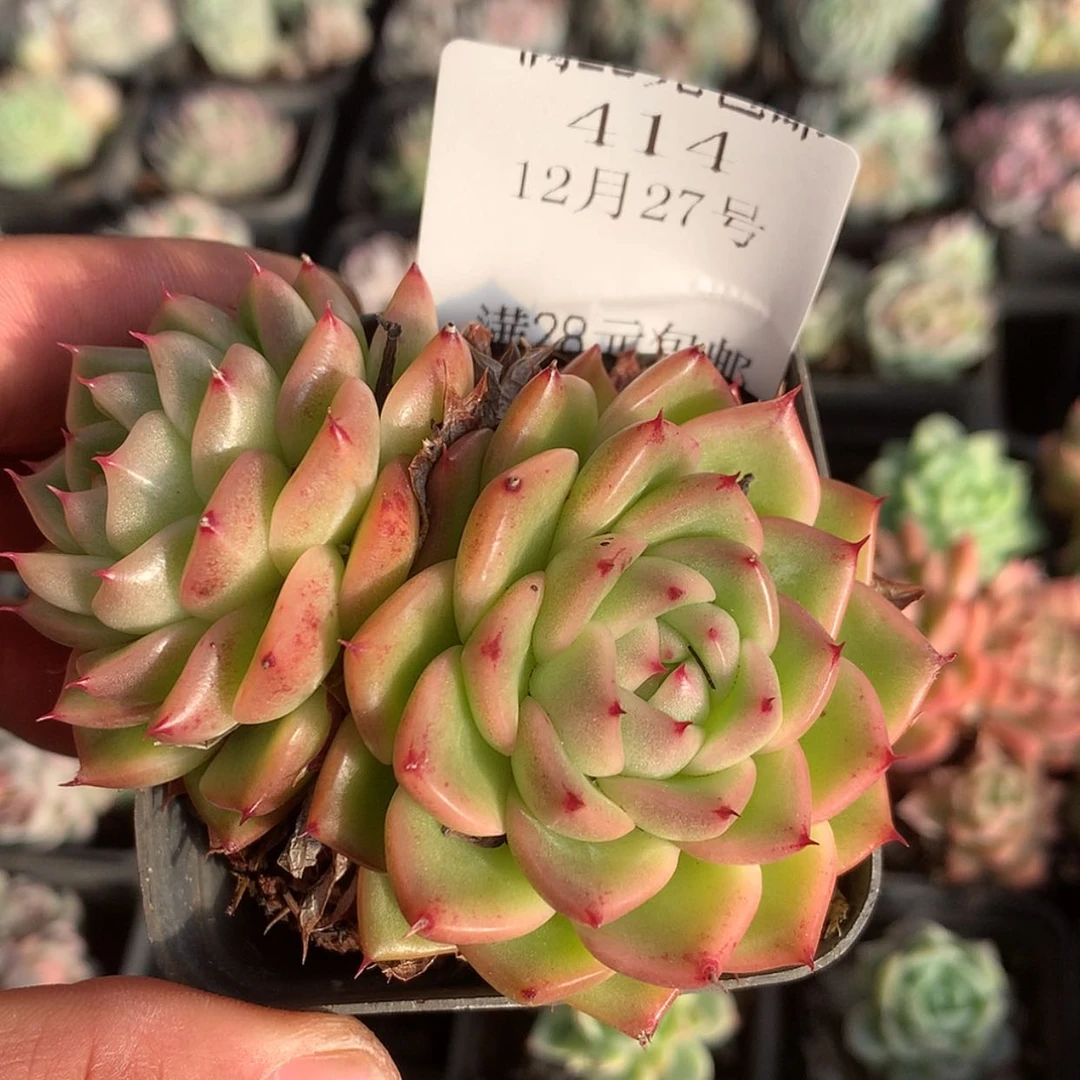 【闪购商品】云414号