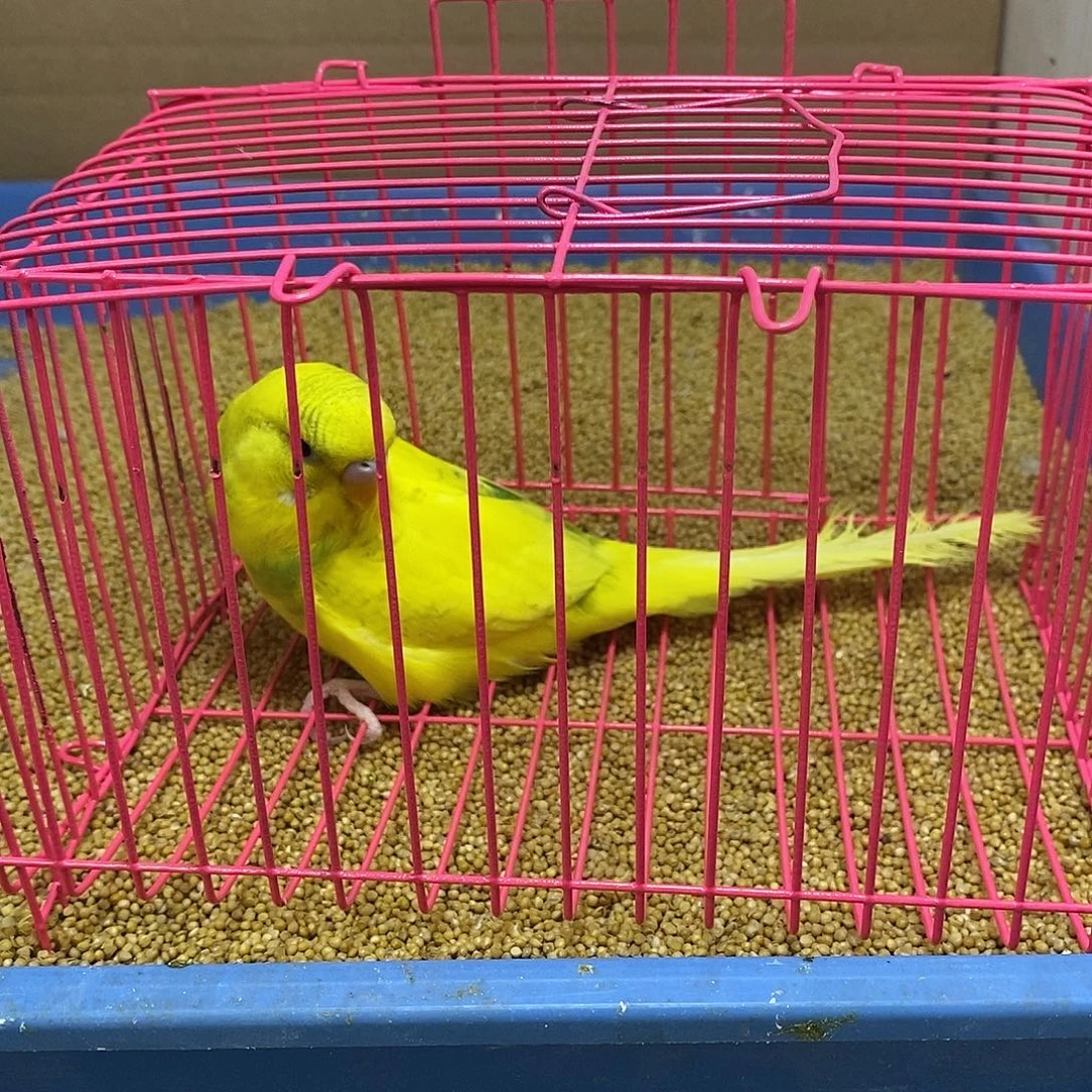 虎皮鹦鹉大头一只