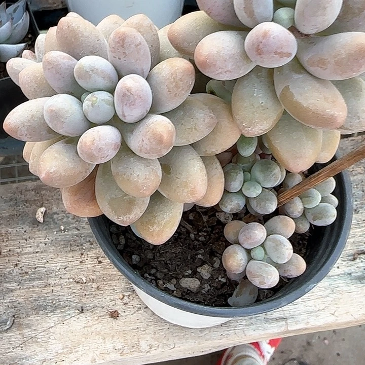 青蛙王子儿童牙膏11