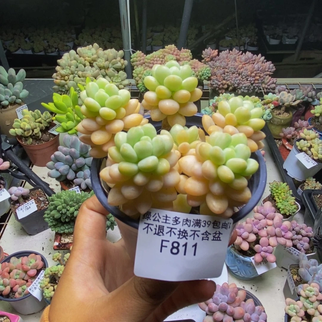 811洛可可多肉7cm