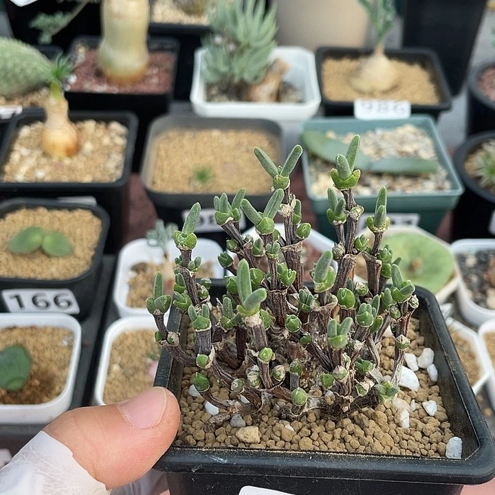 158枝干兔子老桩，