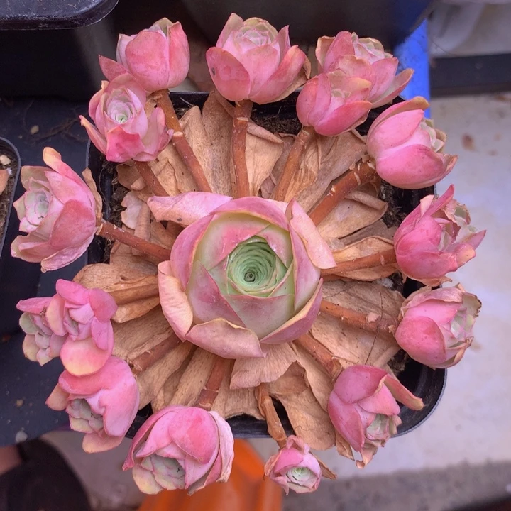一物一拍星辰油画238