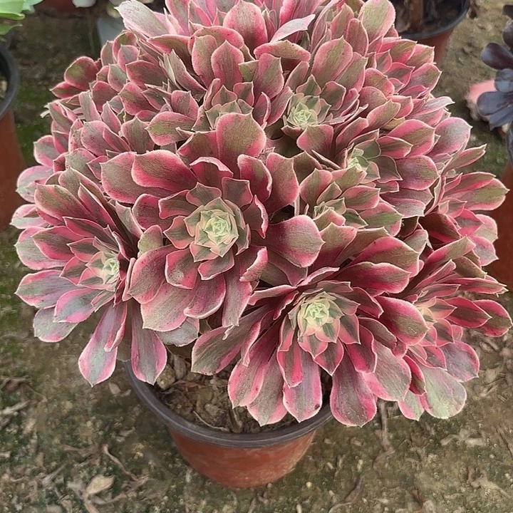 多肉植物法师女妖46