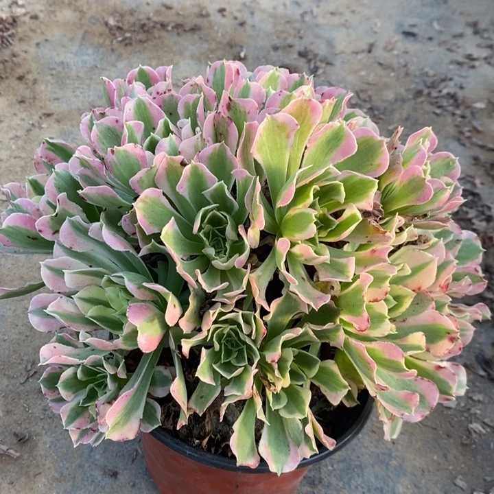 白凤多肉植物3。