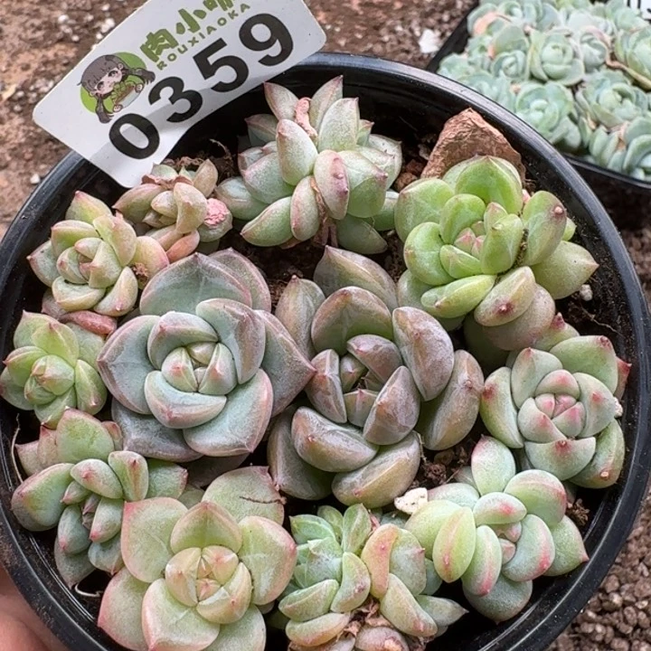 当前无花朵,栽培后可花朵多肉植物多肉植物