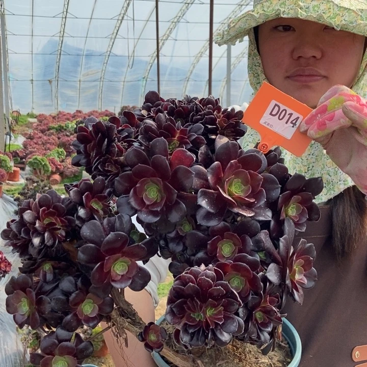 014欧紫缀化朵朵老桩