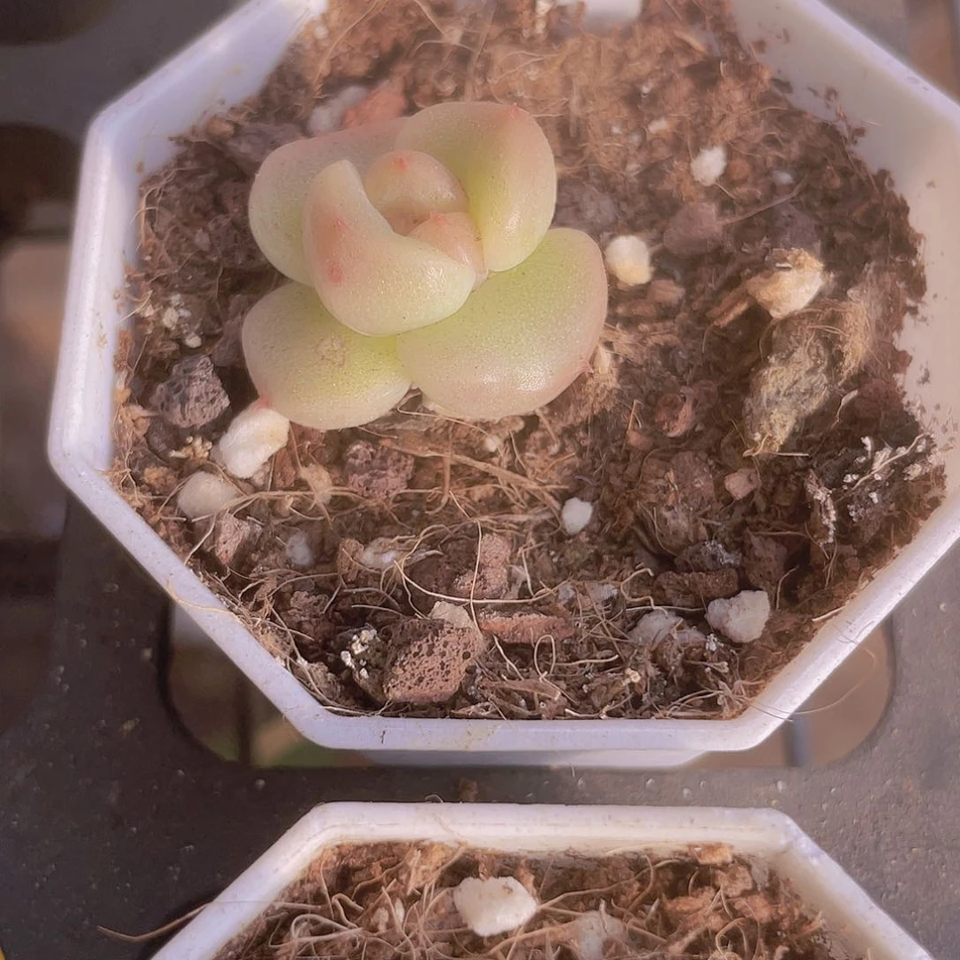 ?*墨明朗珍妮e076一物一拍多肉