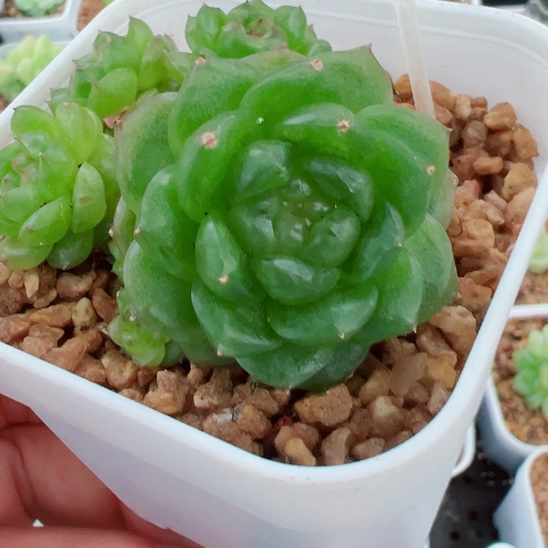 林**づ851哈哈哈哈哈哈哈哈