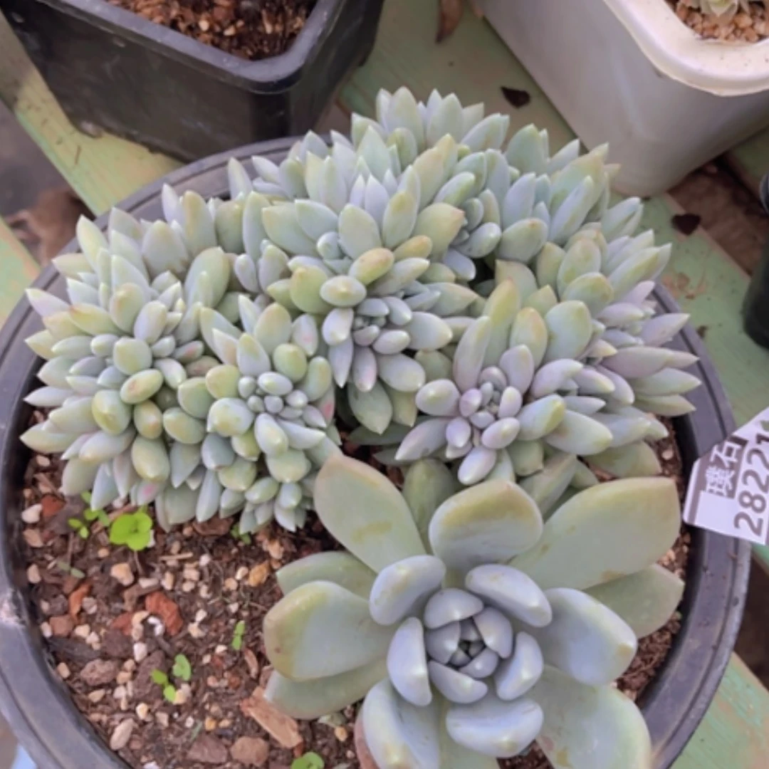 【闪购商品】胖美人缀28221