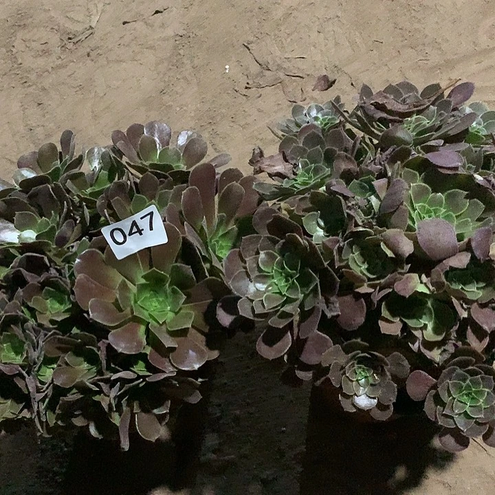 无花朵047欧子➕荷兰玫瑰晚