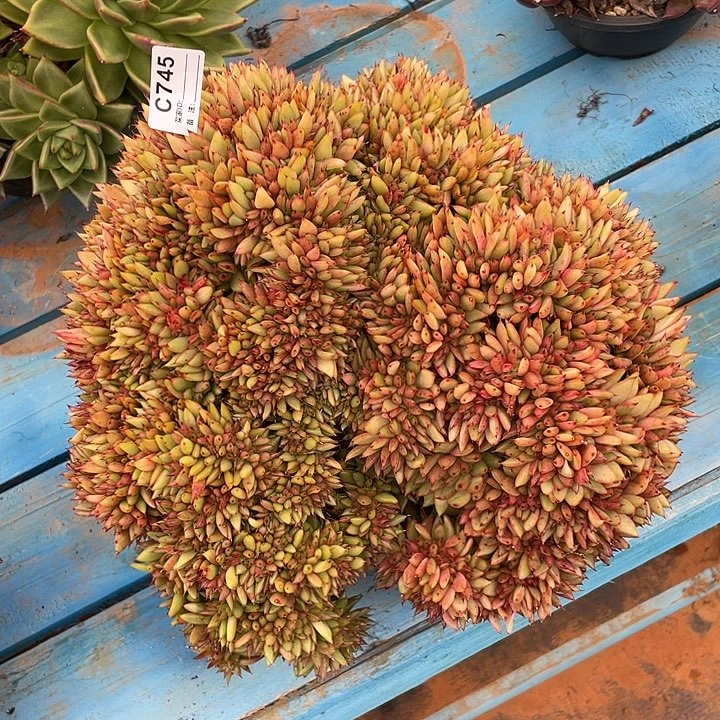 若如东云单拍C745
