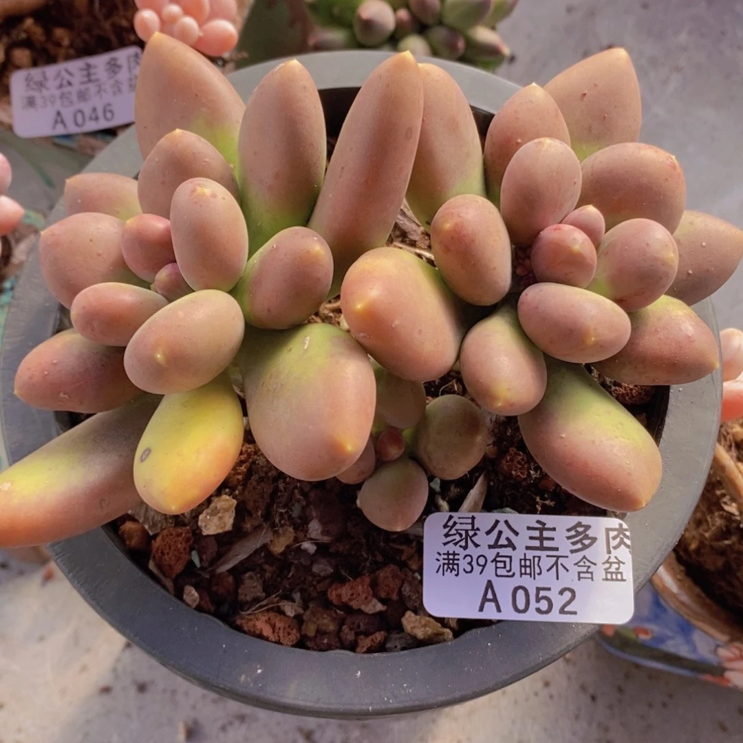 芒果奶12cm052多肉植物