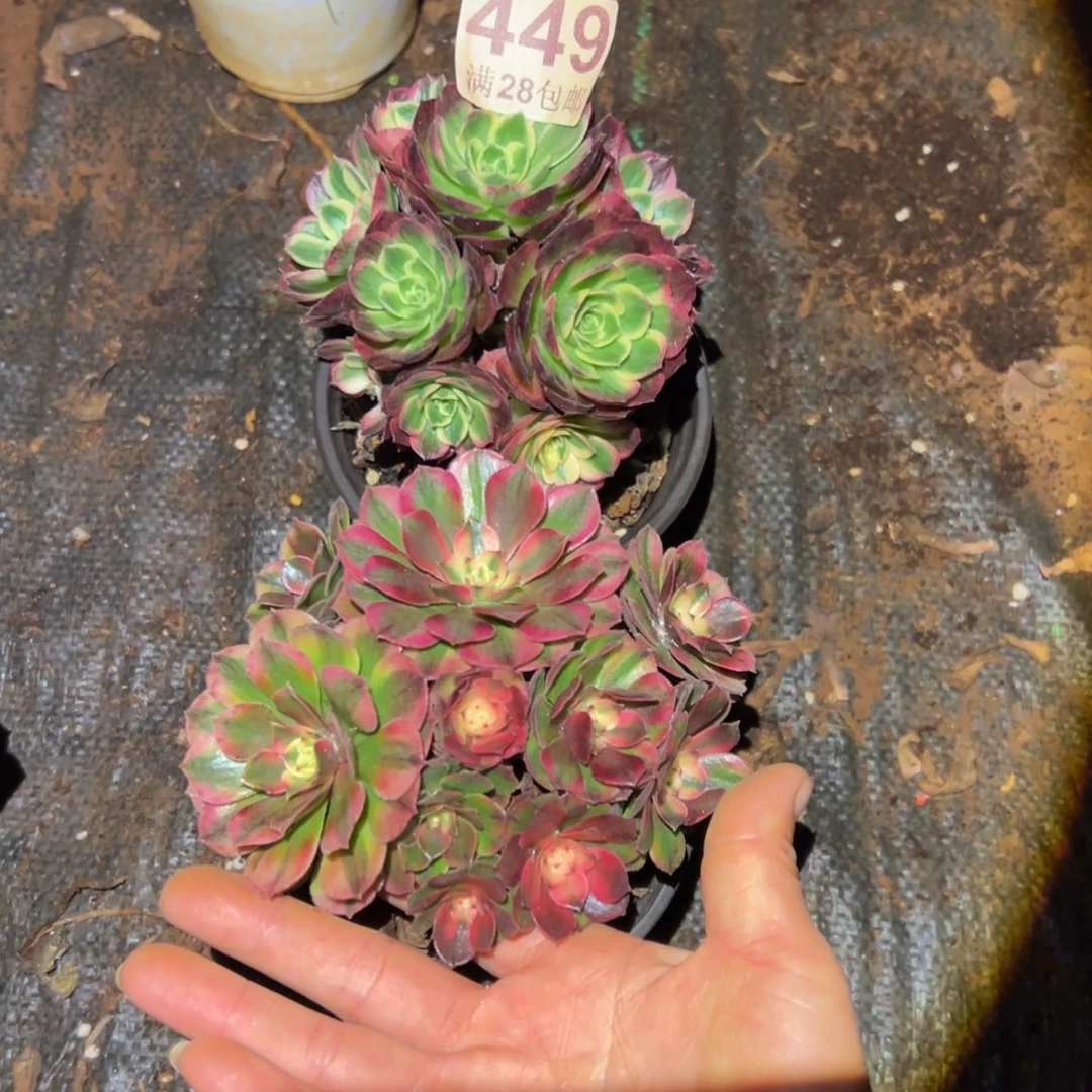 多肉植物449两颗无售后