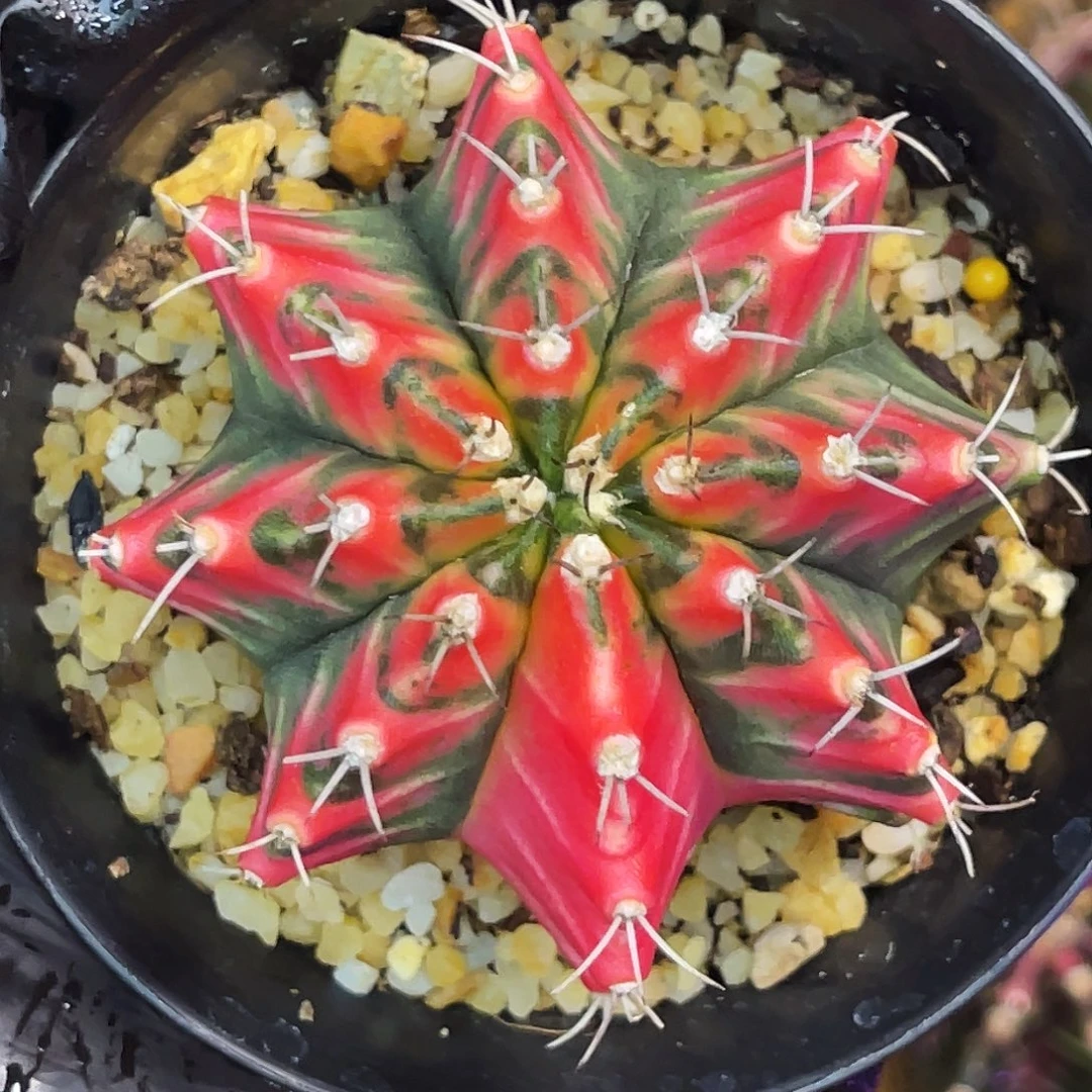 火焰暴龙 已走全～～～