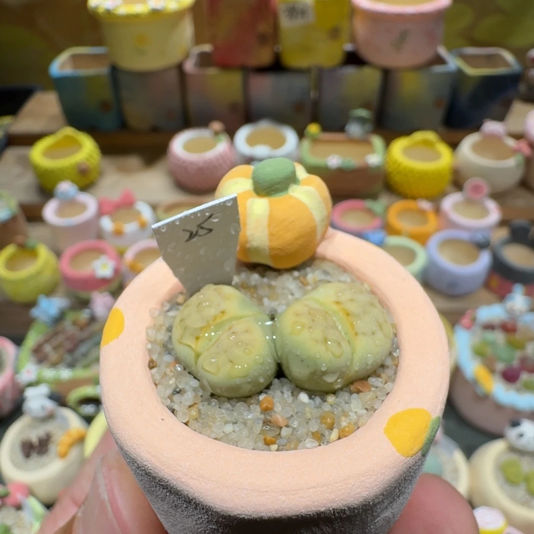 蘑菇1170奶油寿丽多肉植物