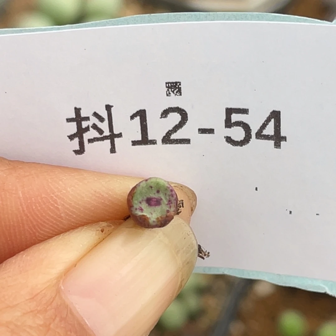 12-54嘴多肉植物肉锥