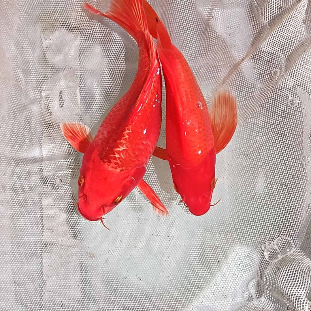 中国大陆冷水观赏鱼蝴蝶鲤