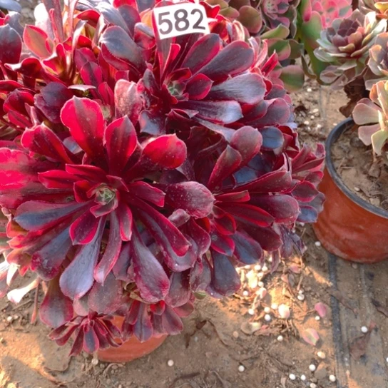 无花朵582多肉植物蒙娜丽莎