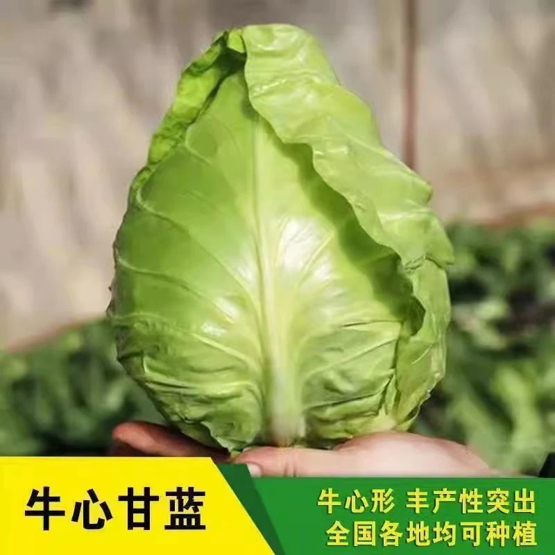 一级良种牛心甘蓝秧苗高产耐寒大头包菜阳台种植全国各省适用