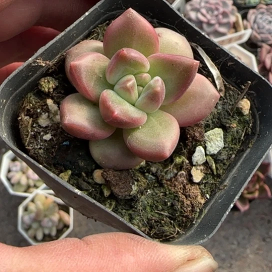 117迷雾泡泡多肉植物多