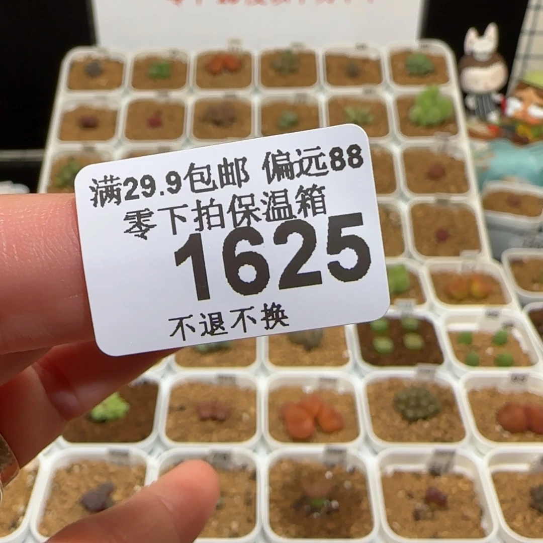 、***呦肉锥多肉植物组合-1625