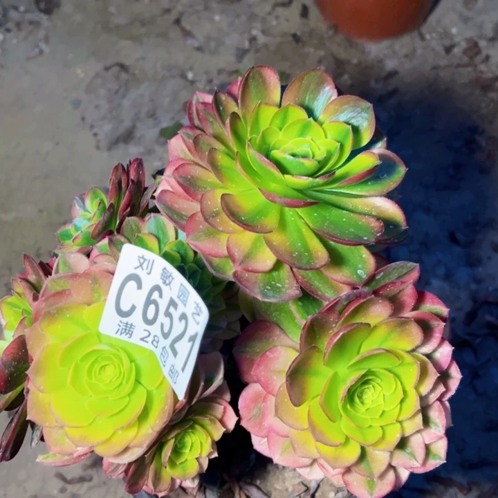 奶白多肉植物法师6521