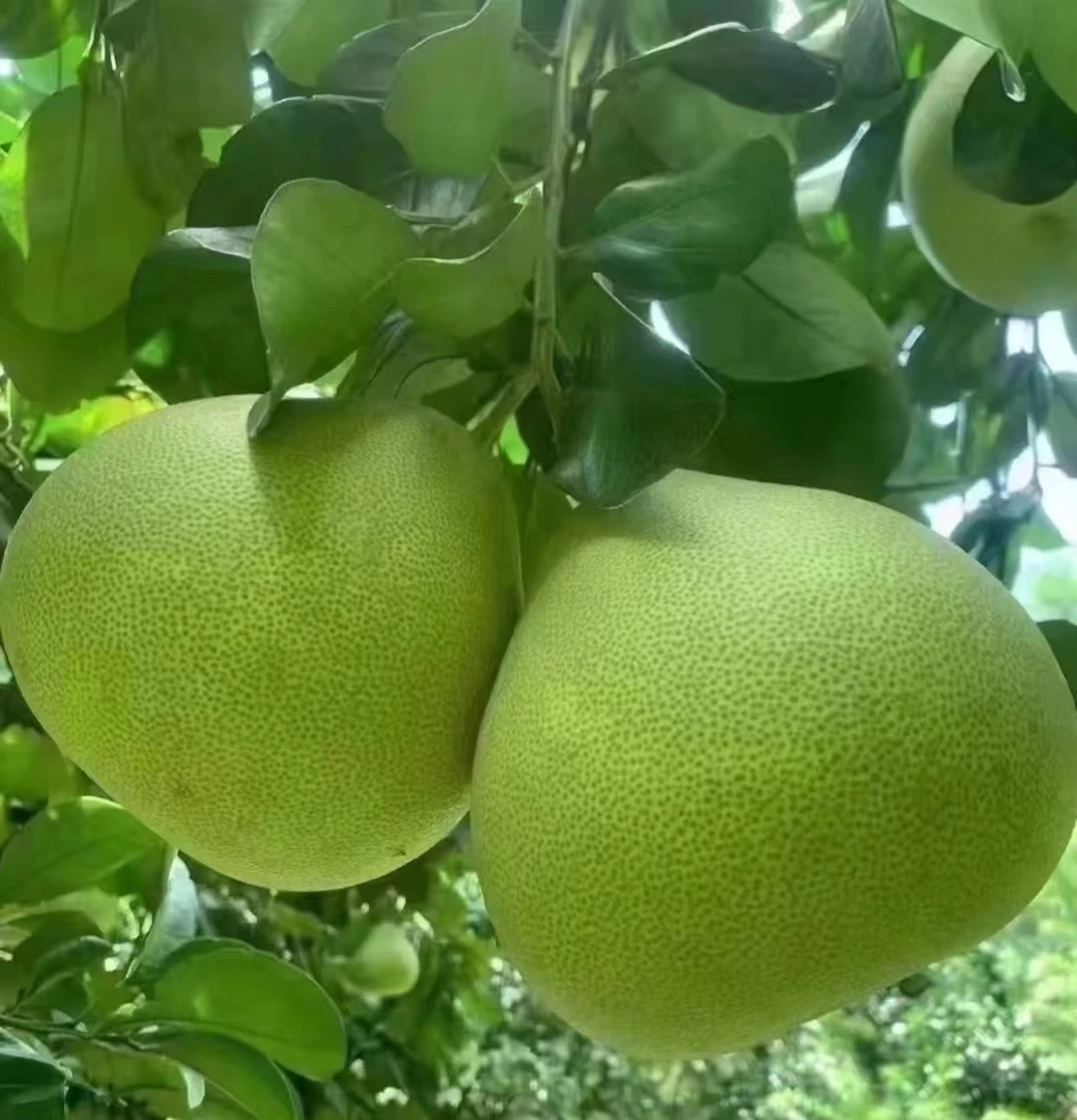 正宗福建仙游度尾文旦柚新鲜现摘酸甜多汁果园直发