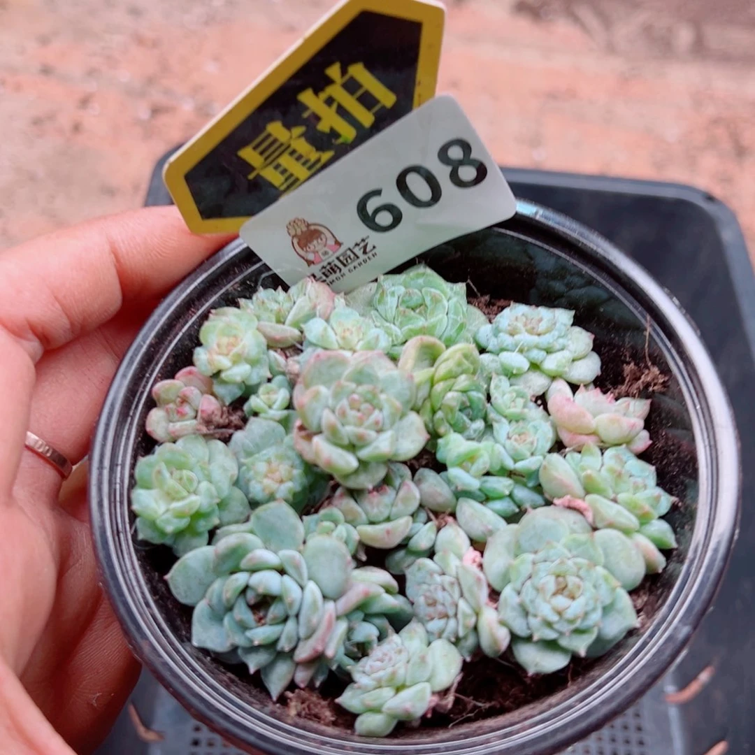 多肉植物多肉植物