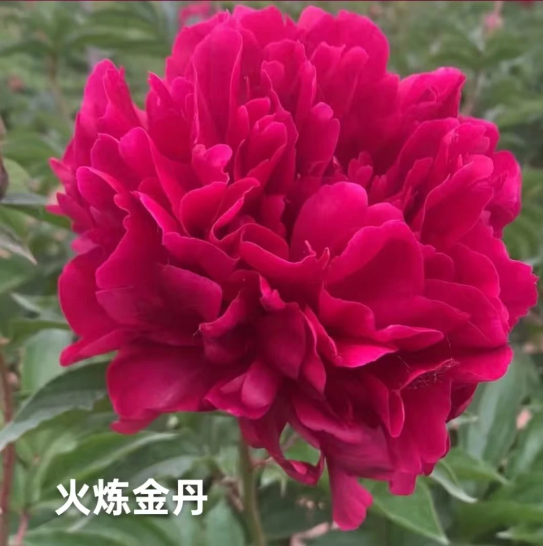 精品芍药苗【火炼金丹】