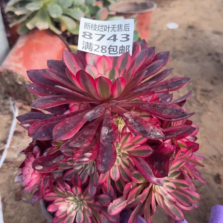 8743黑铜壶二号棚B