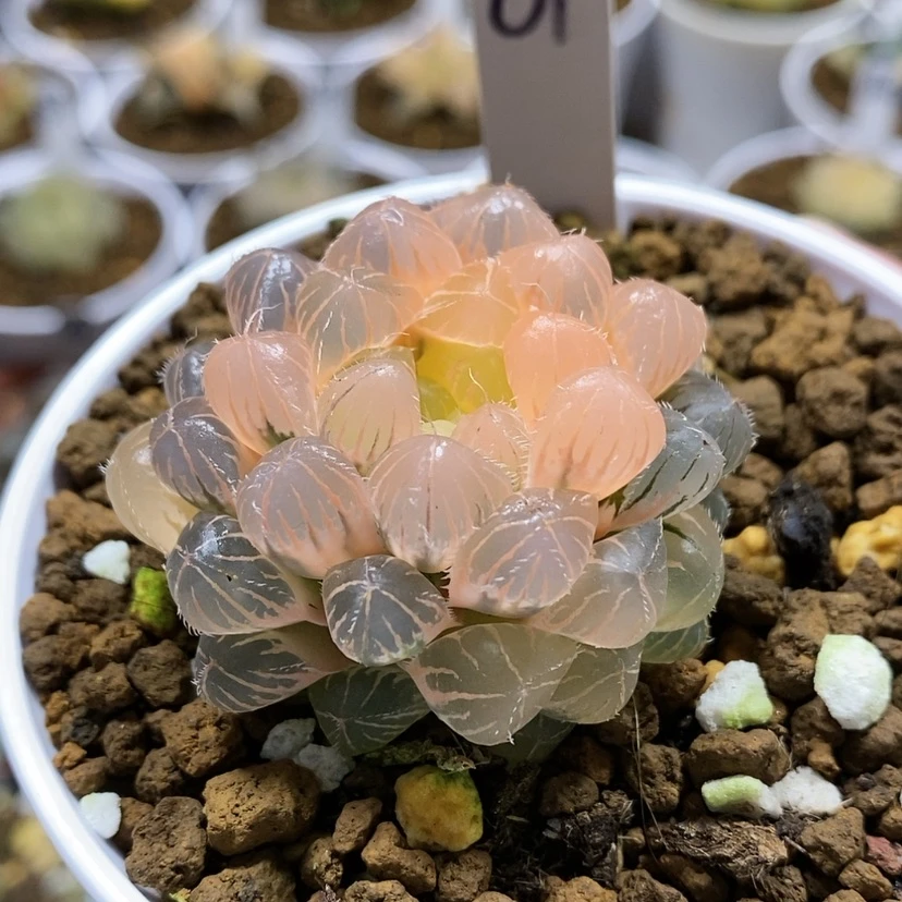 【闪购商品】61糊斑蓝镜