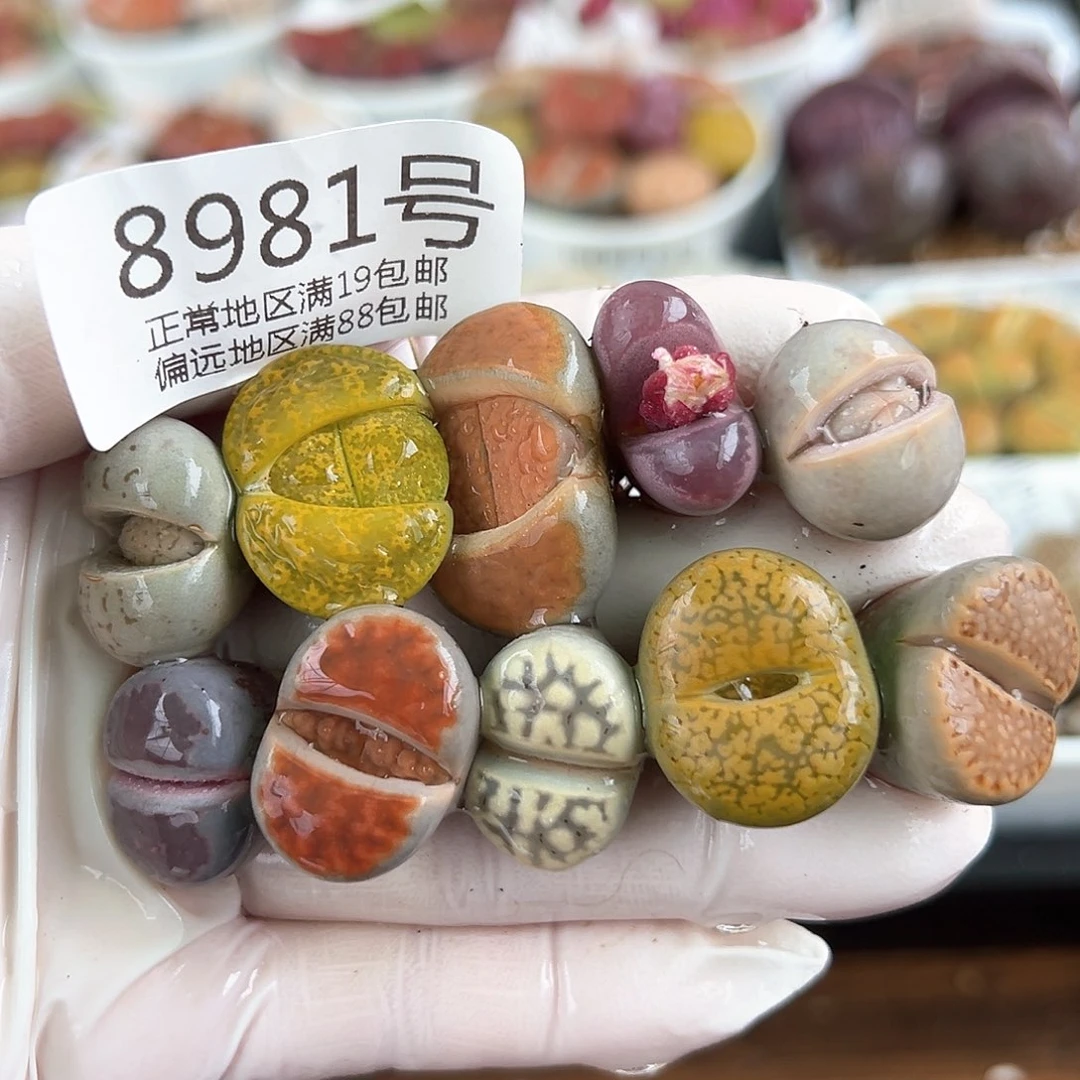 好养易活生石花大母本8981