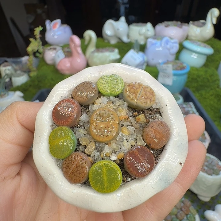 多肉植物福利冲1013