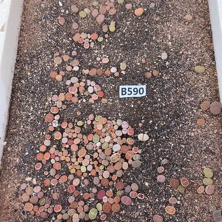 590生石花整筐脱土发货