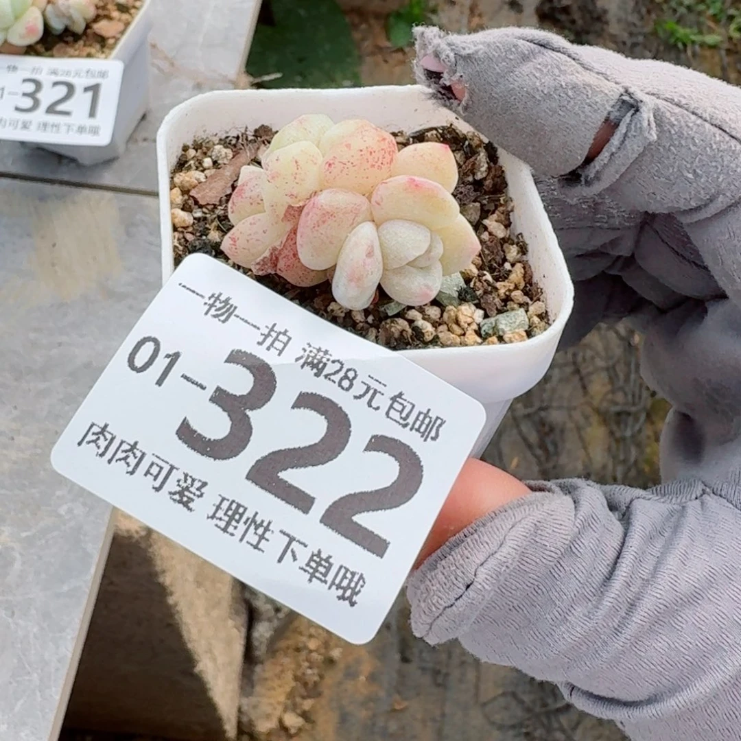 石化冰玉无盆土发货无盆