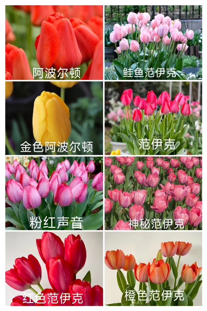 郁金香种球（不能水培）  云南鲜花绿植