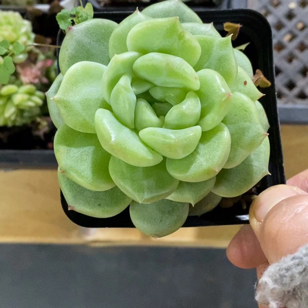 精品多肉一物一拍不包整309