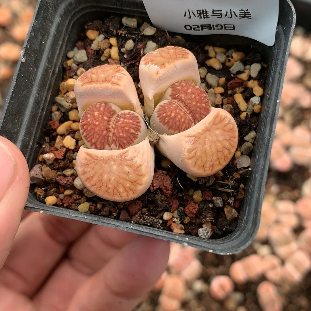 W675多肉植物保护