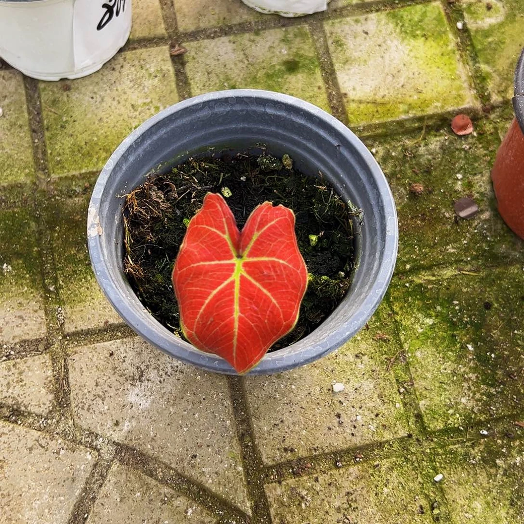 璞****完全开放一物一拍8217