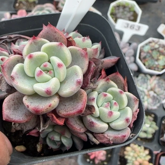 395娜娜小勾多肉植物多